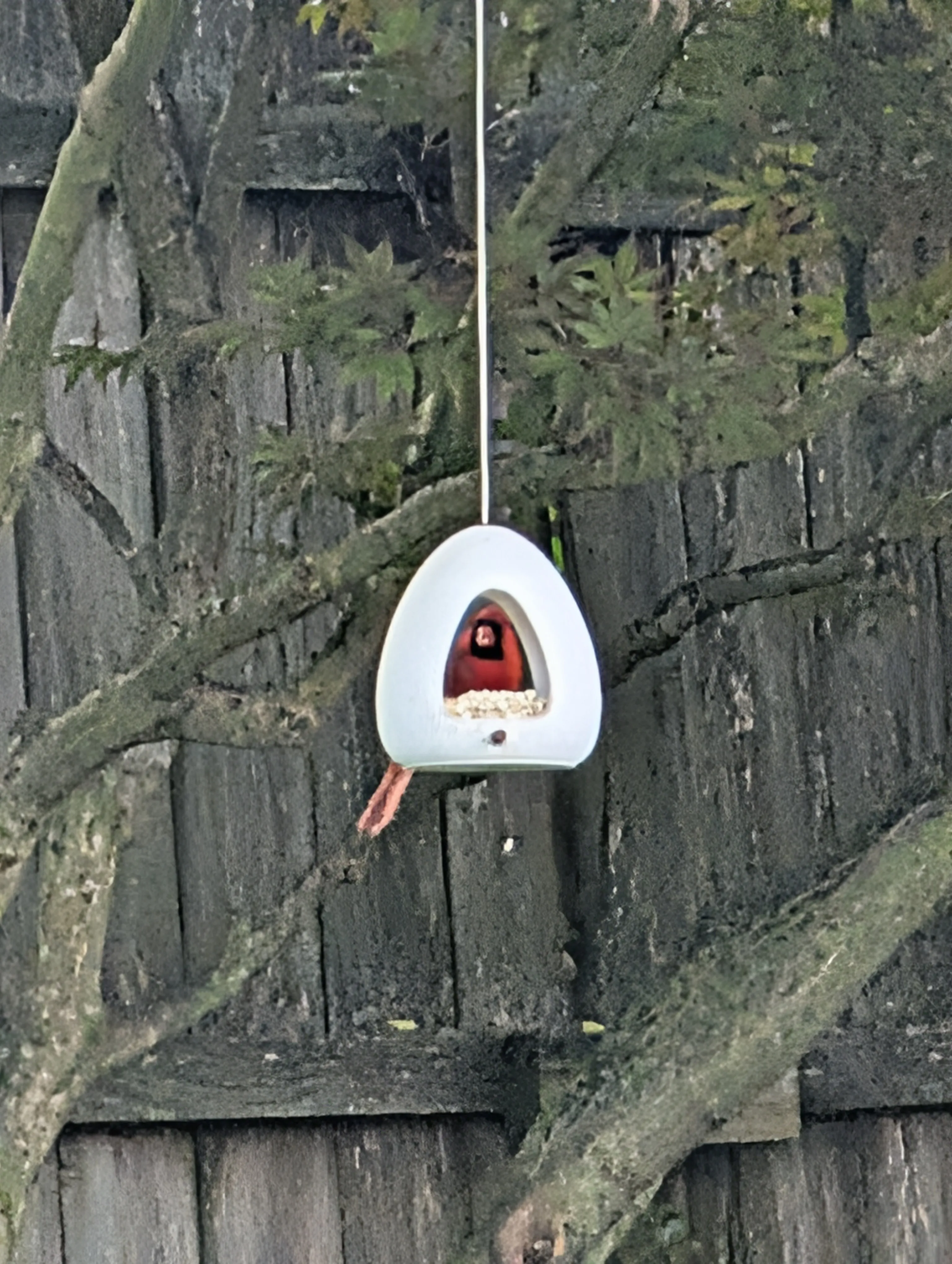 A 3D printed bird feeder white with cardinal